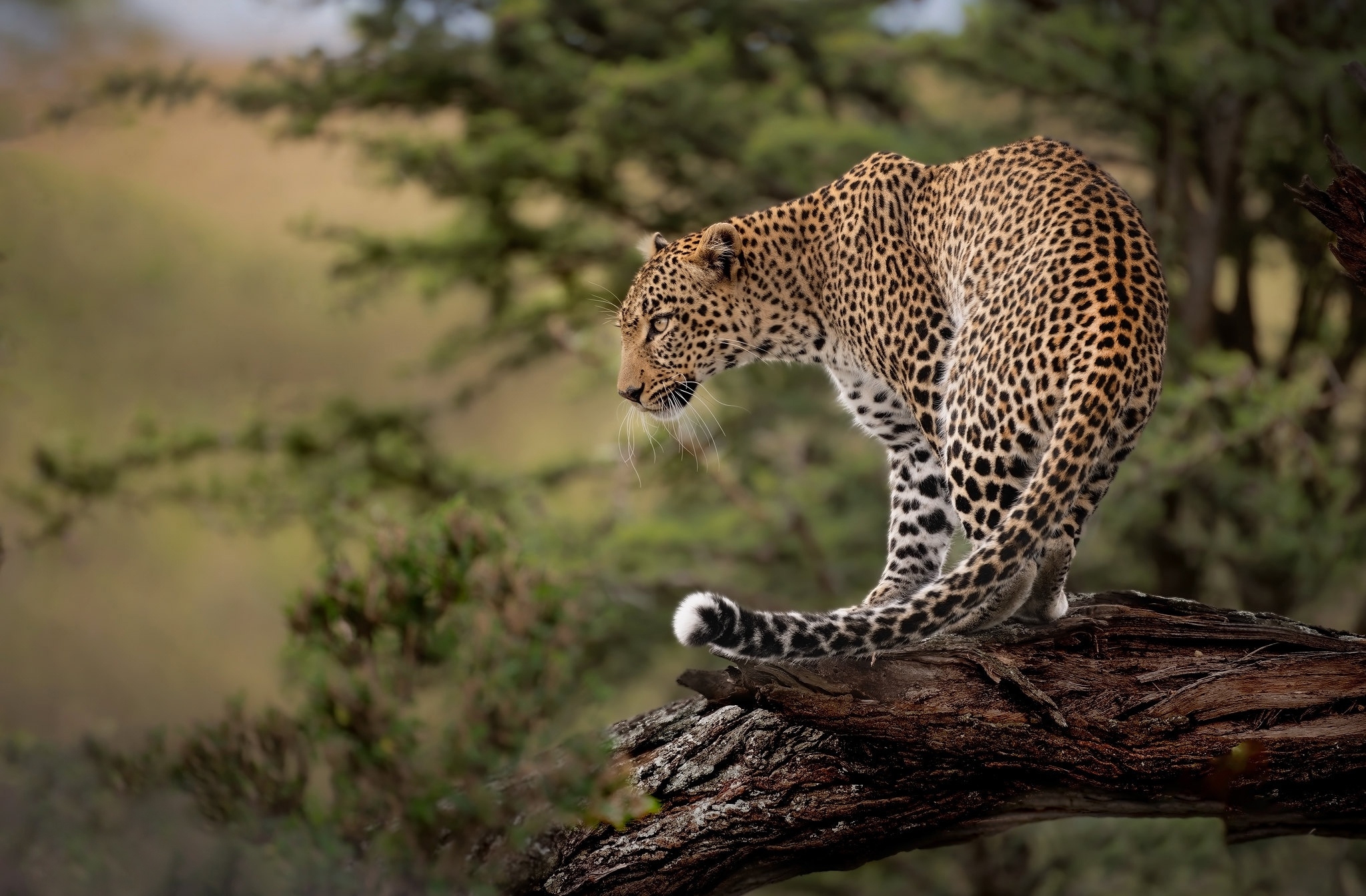 Leopard Safari Jhalana