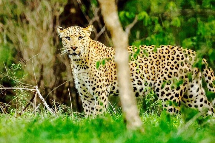 Jhalana Leopard Safari